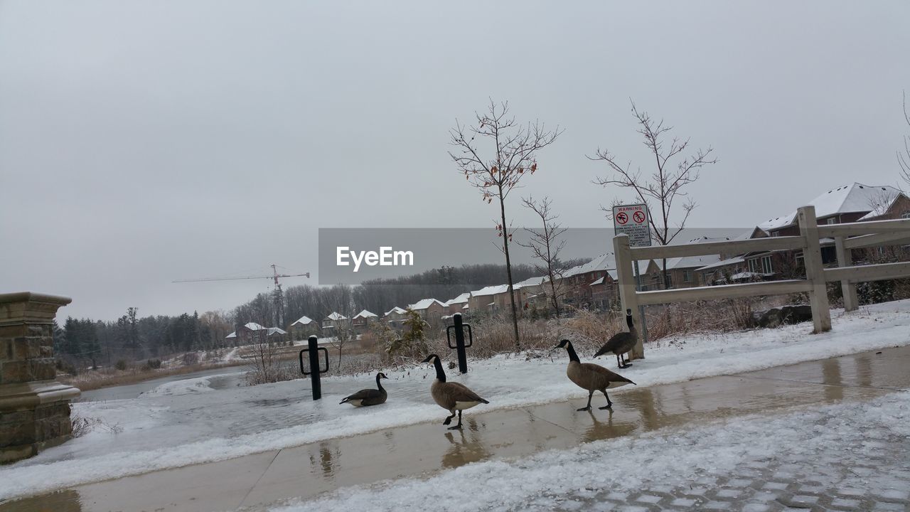 BIRDS FLYING IN WINTER SEASON