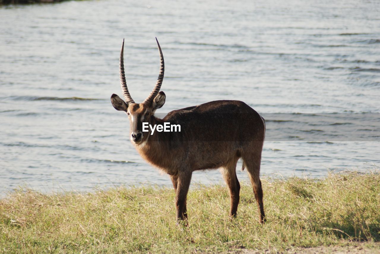 Water buck standing in a field