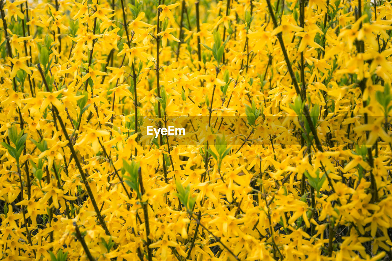 Full frame shot of yellow flowering plants on field