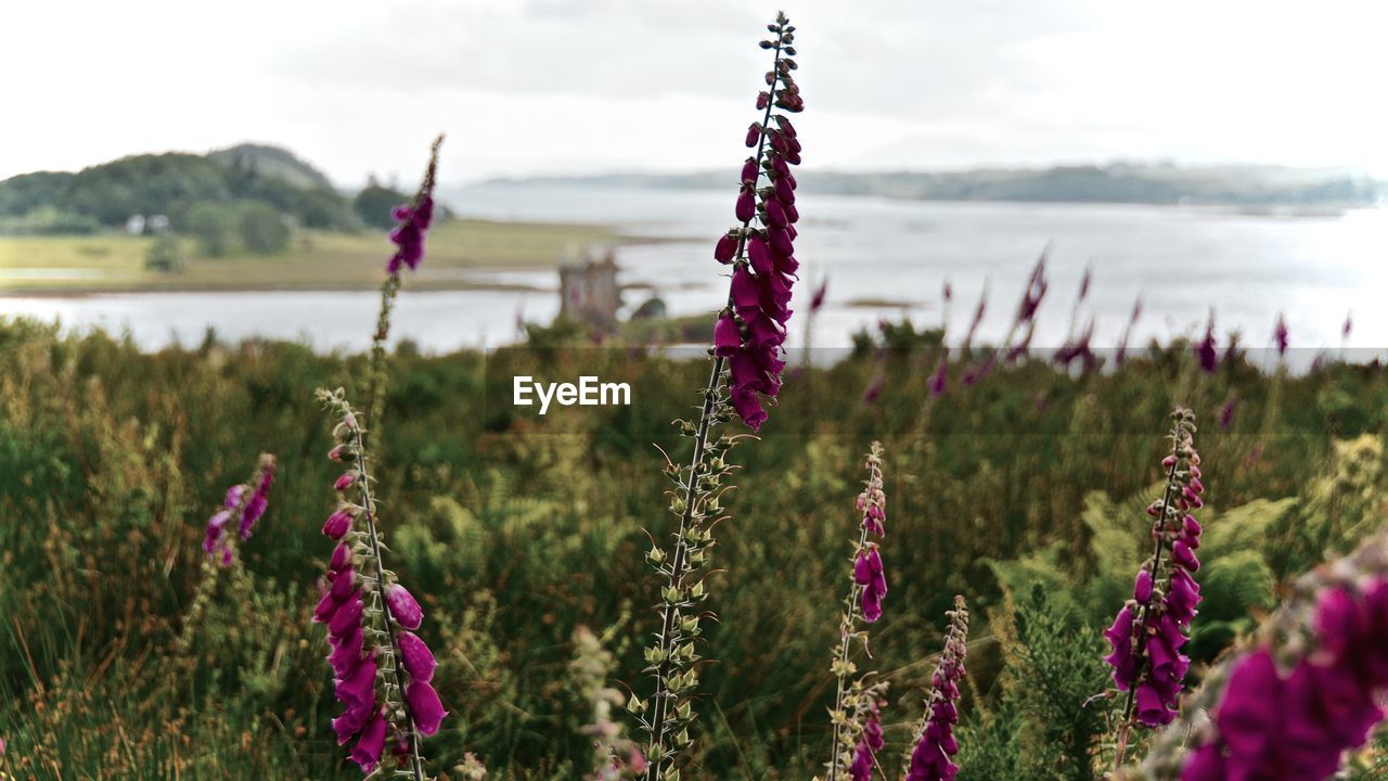 Close-up of flowers growing on field against lake