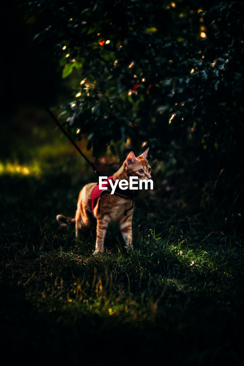 View of a cat looking away on field