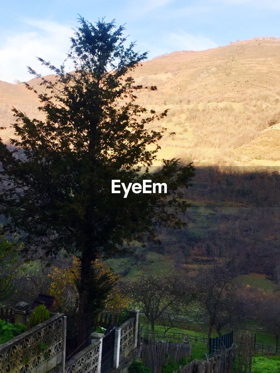 TREE AGAINST SKY