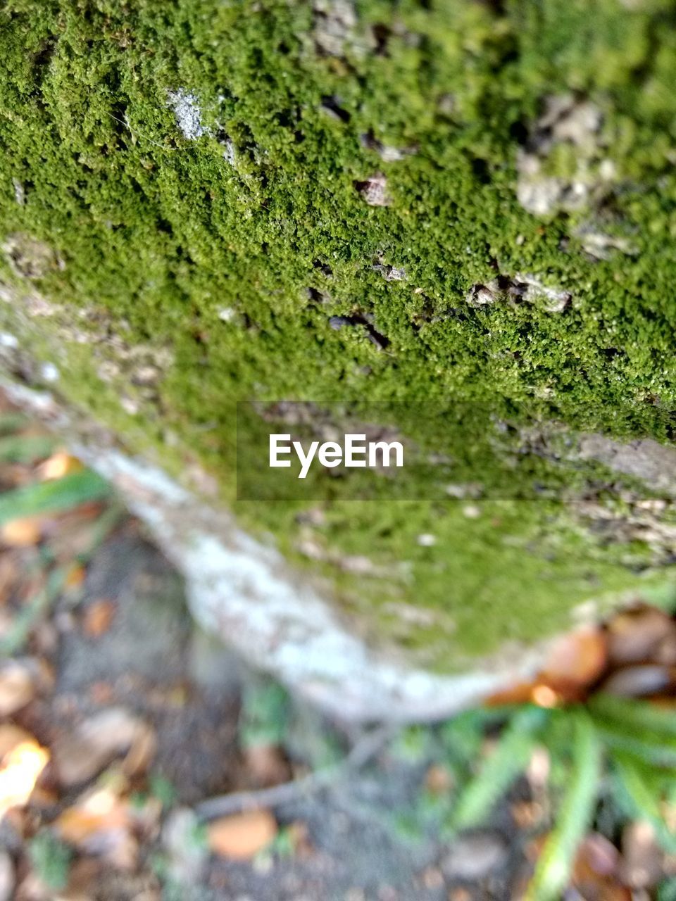 PLANTS GROWING IN FOREST