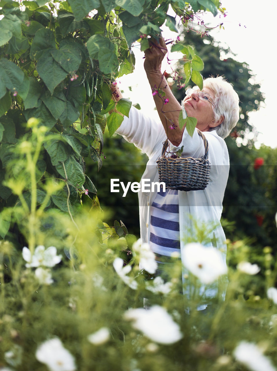 Elderly woman harvesting beans