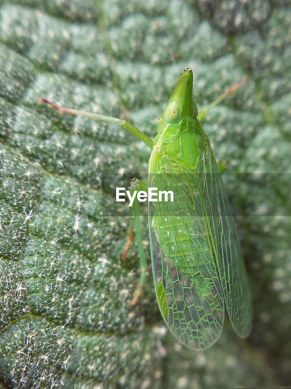 Close-up of insect on plant