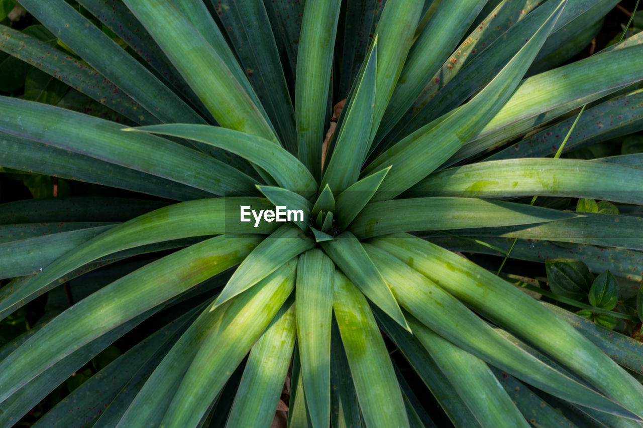 Full frame shot of fresh green plant