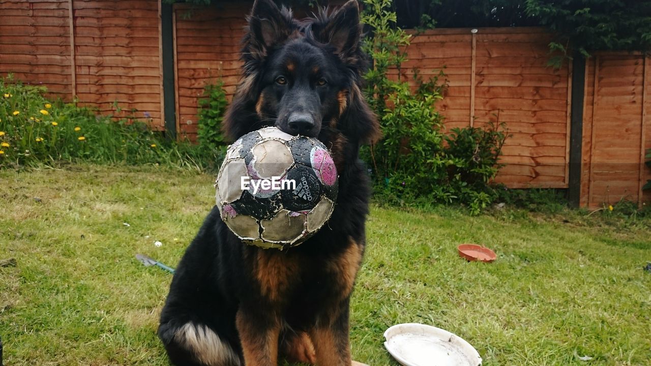 Portrait of dog carrying soccer ball in mouth on grassy field