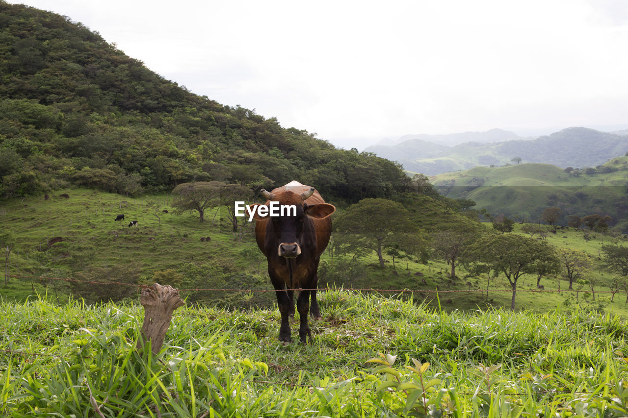 Cow grazing on hillside