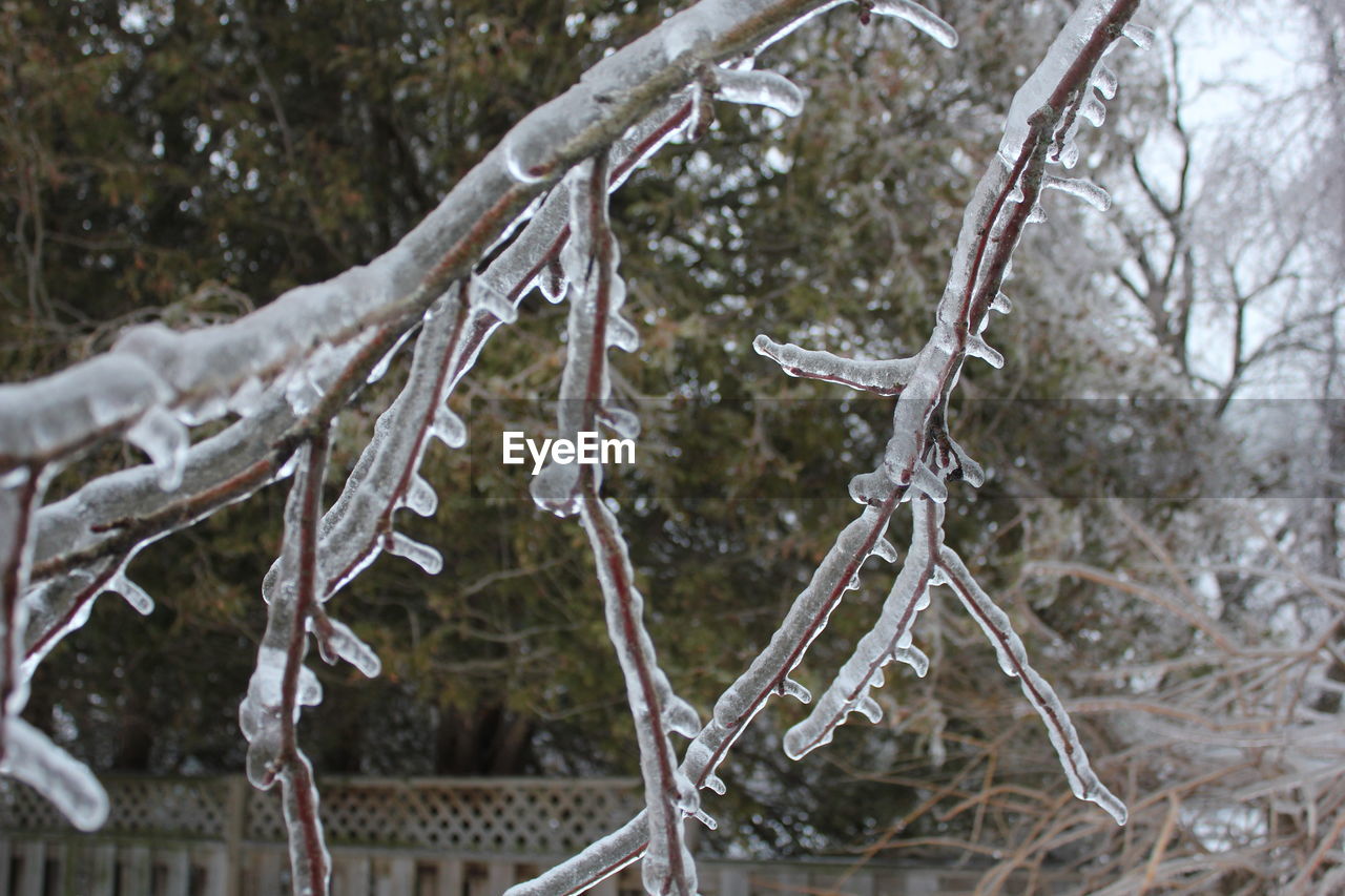 Close-up of frozen stems against blurred background