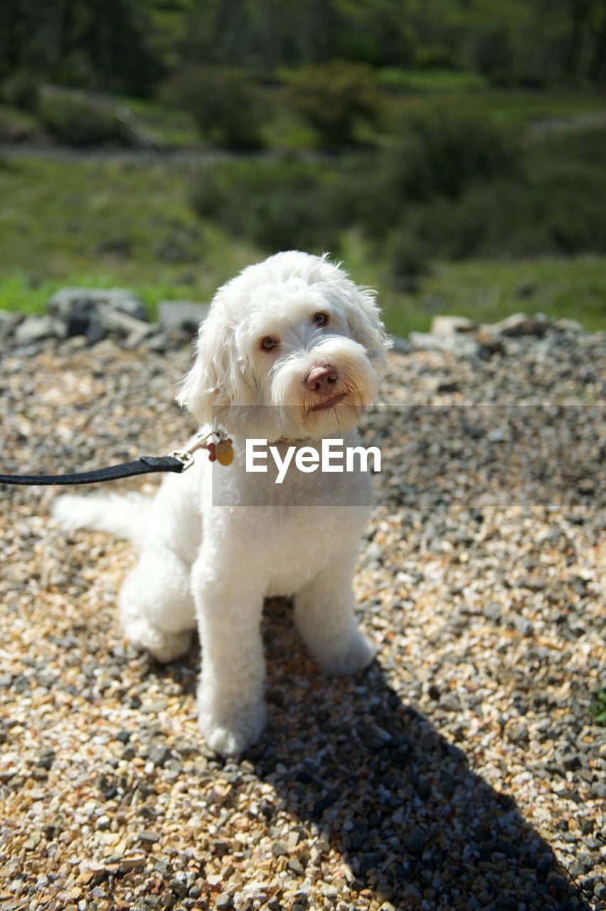 Portrait of bichon frise relaxing on field