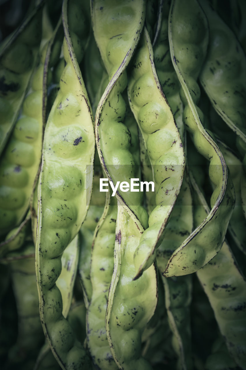 Close up of fava beans