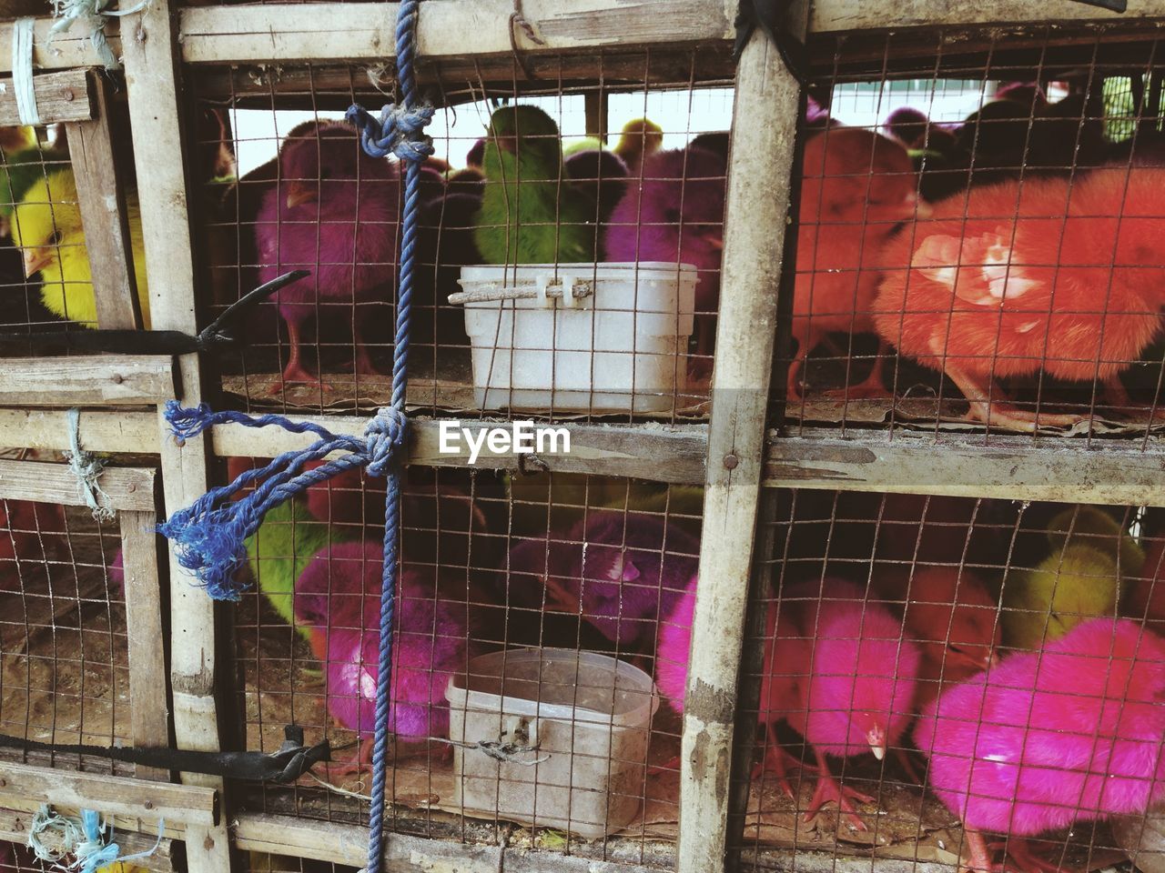 Young chickens in cage