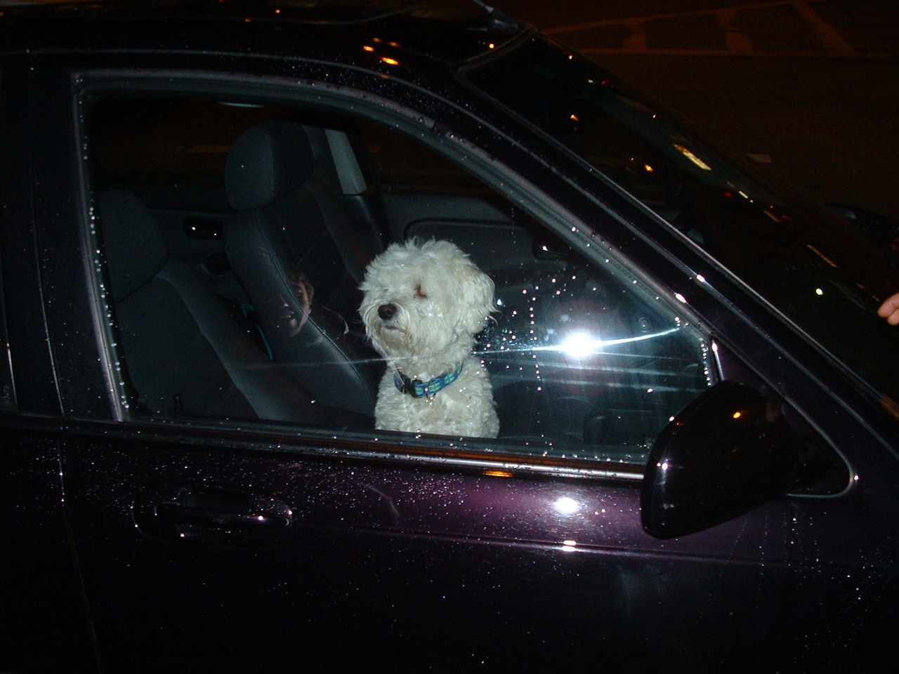 Dog looking through car window