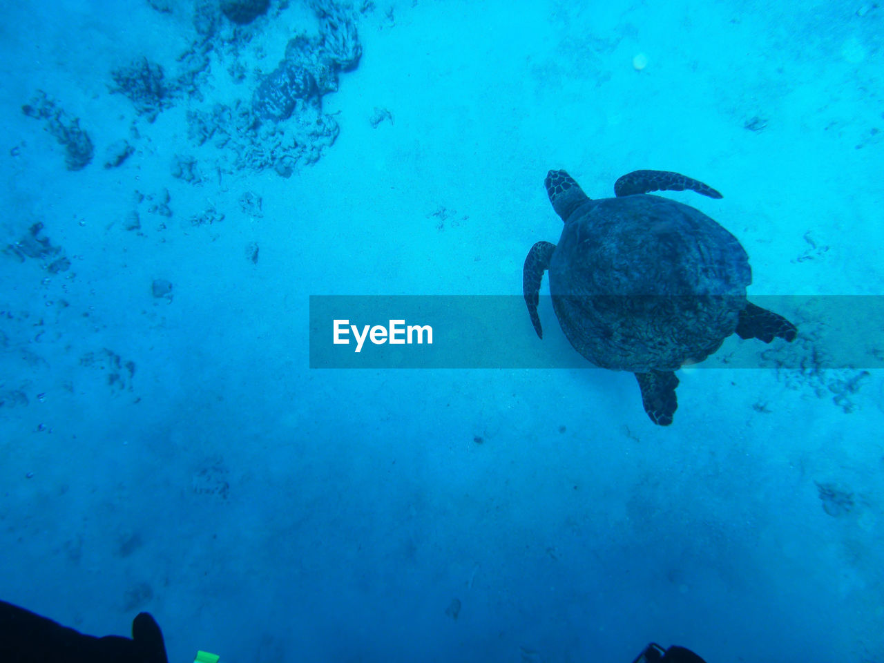 High angle view of a turtle underwater