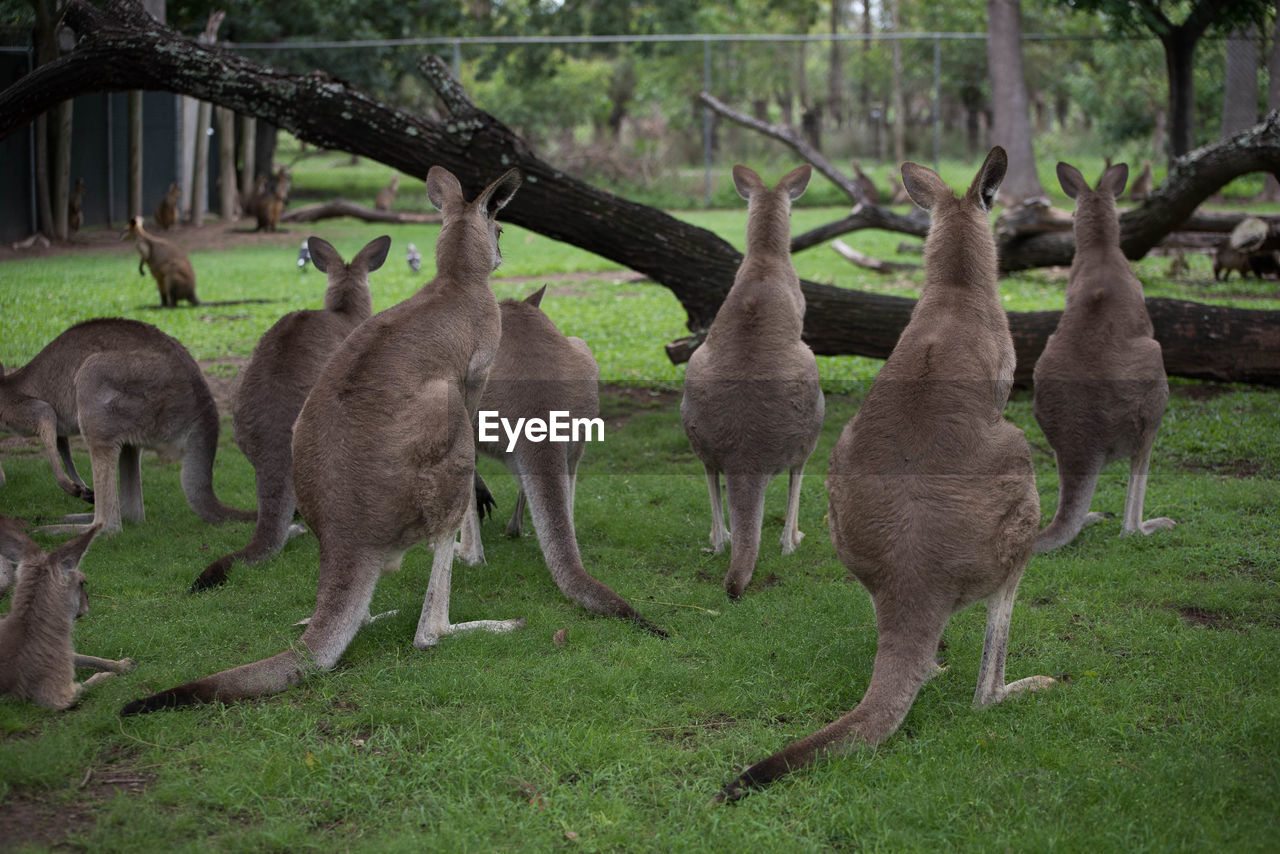 Kangaroos on the landscape