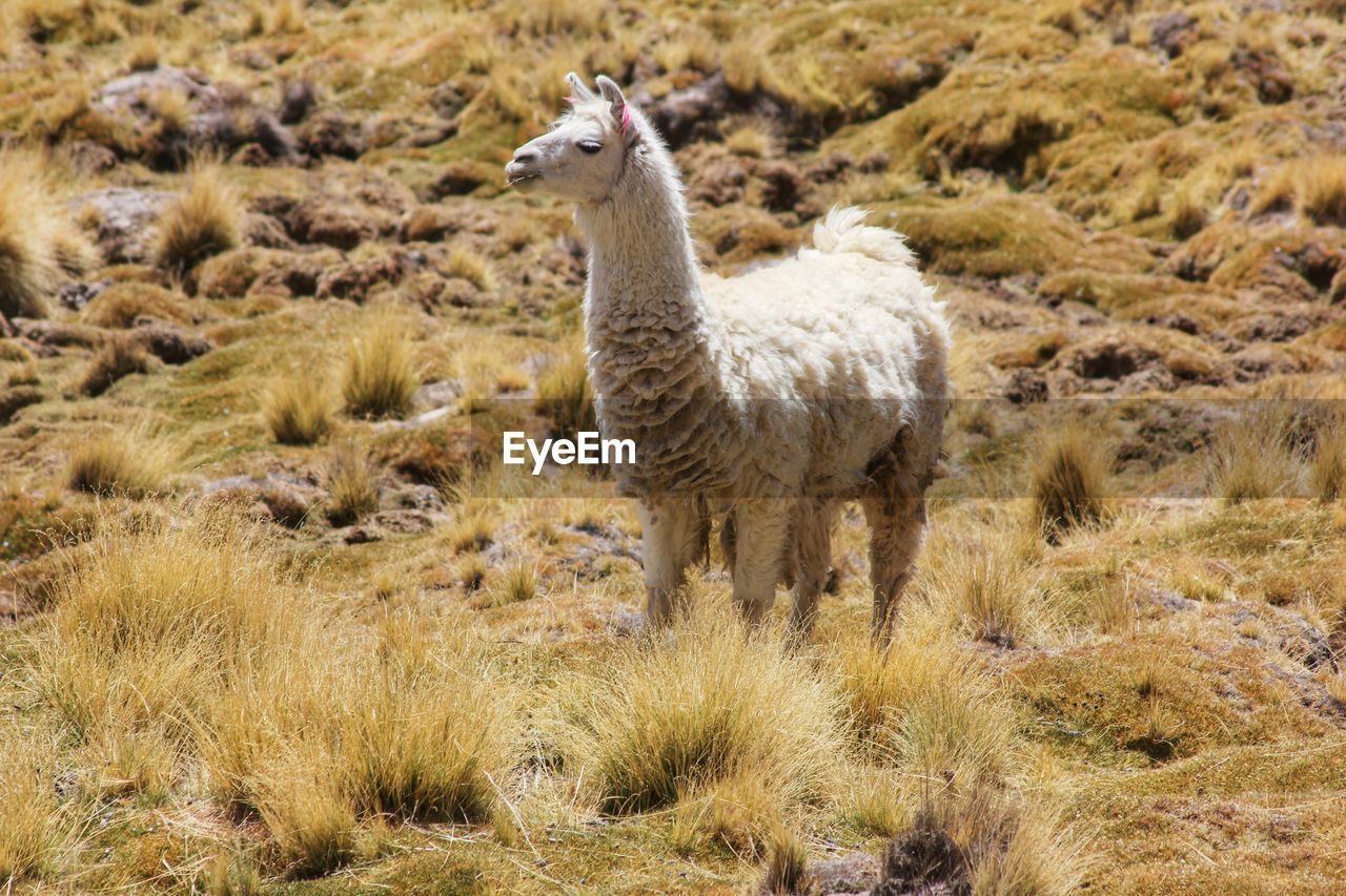 Lama standing in a forest