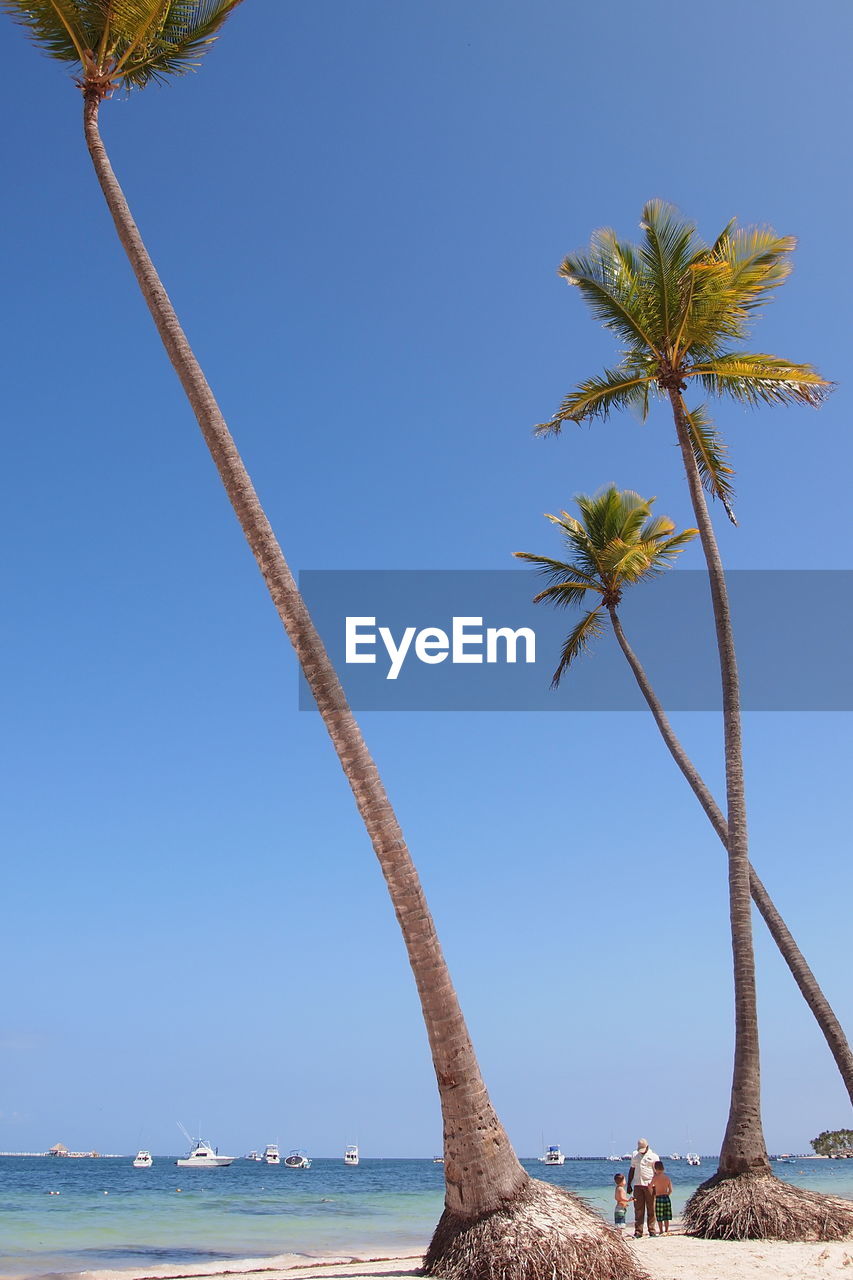 Palm trees on beach against clear blue sky