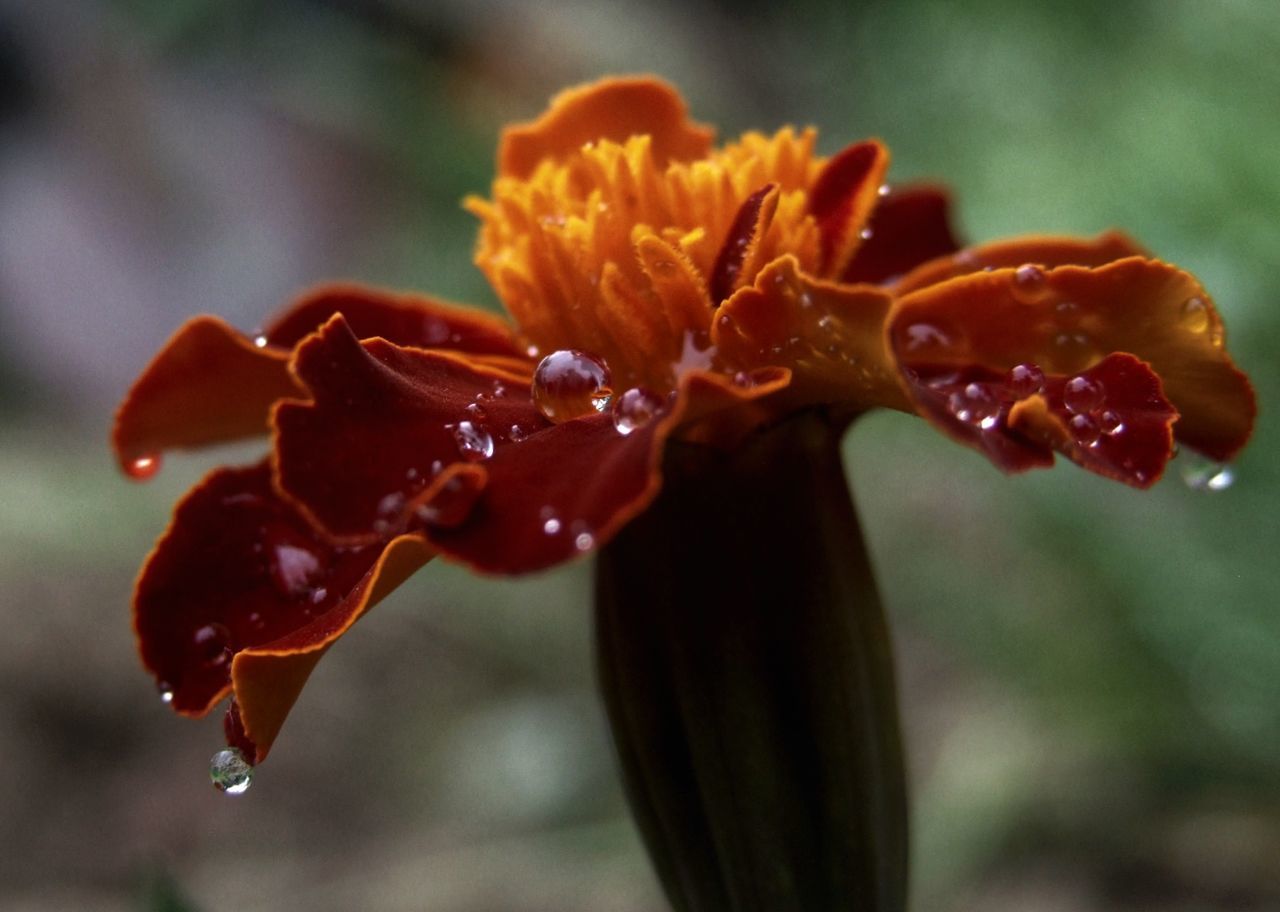 Close-up of raindrops on flower