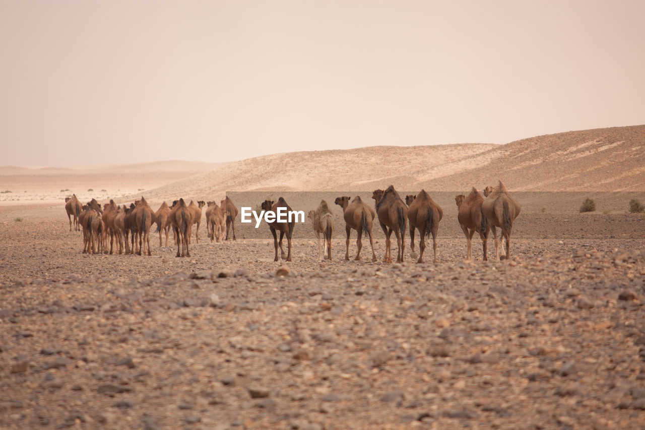 Camels in a desert