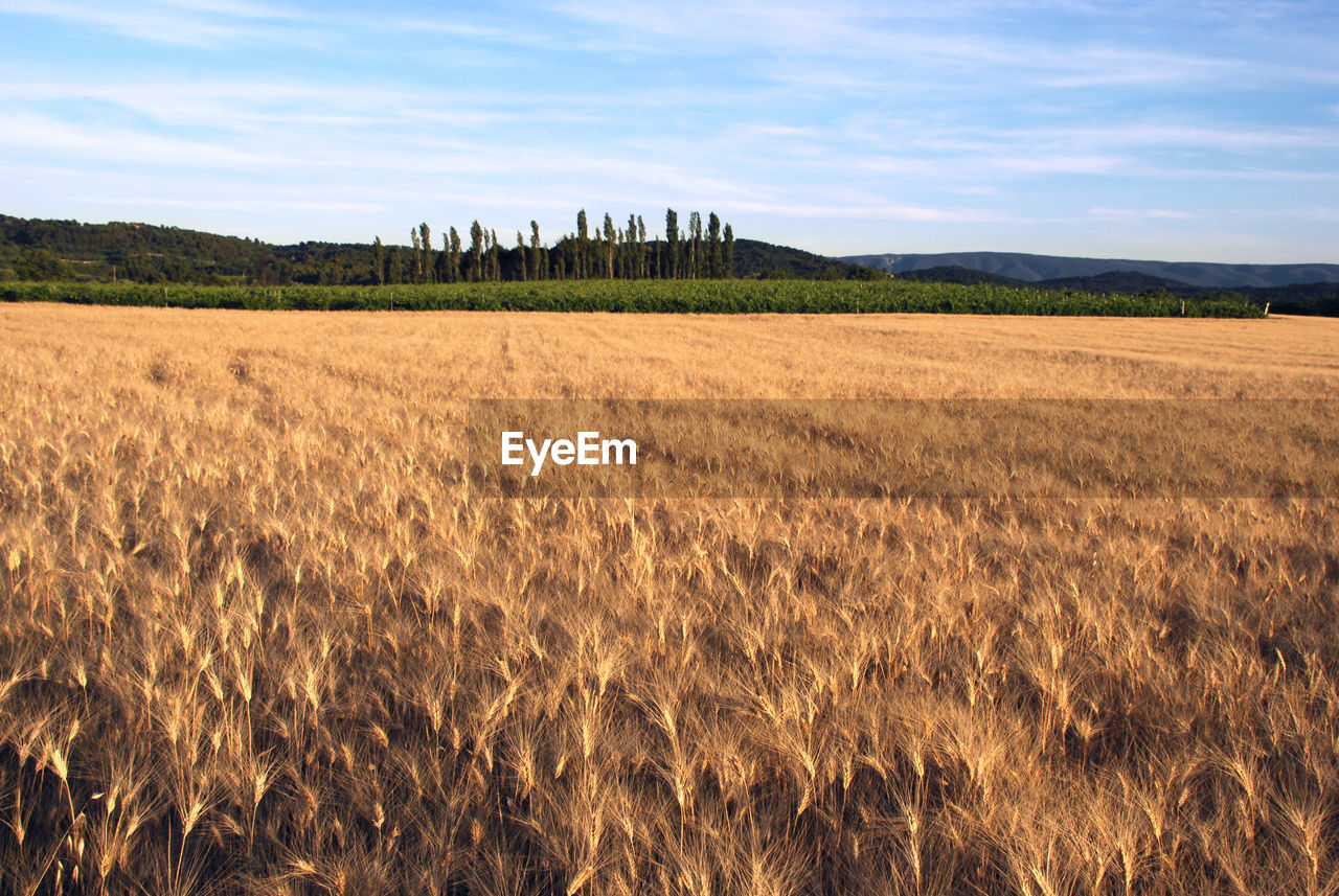 Crops growing on field against blue sky