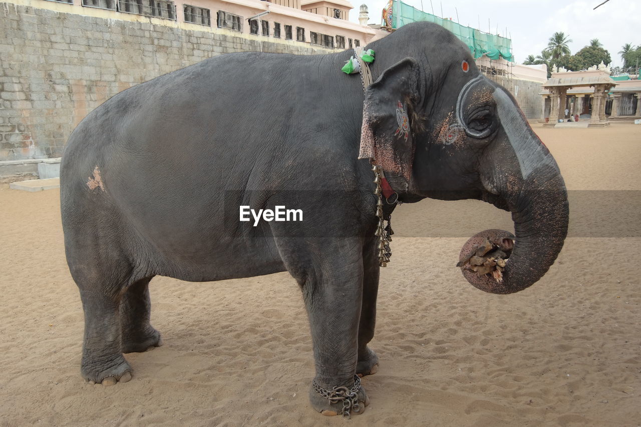 Elephant standing outside temple