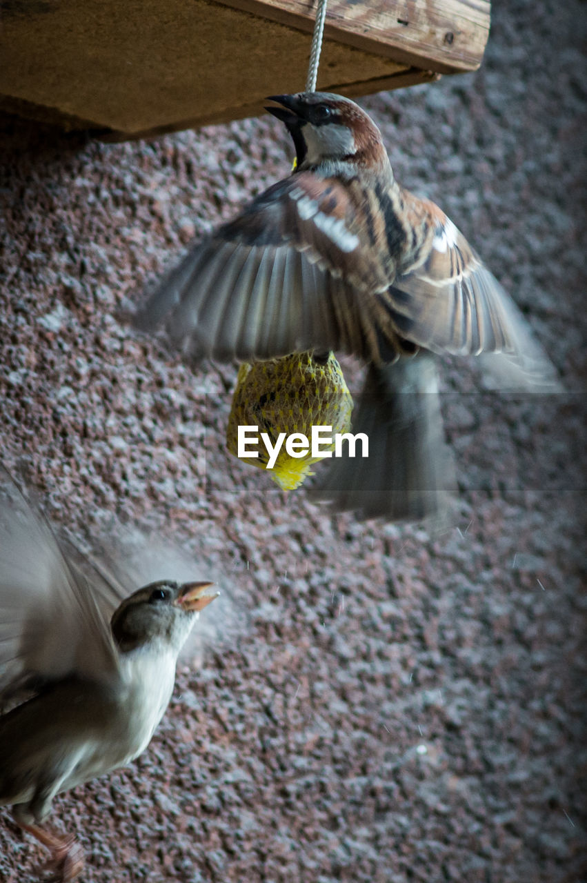 Sparrows flying by bird feeder