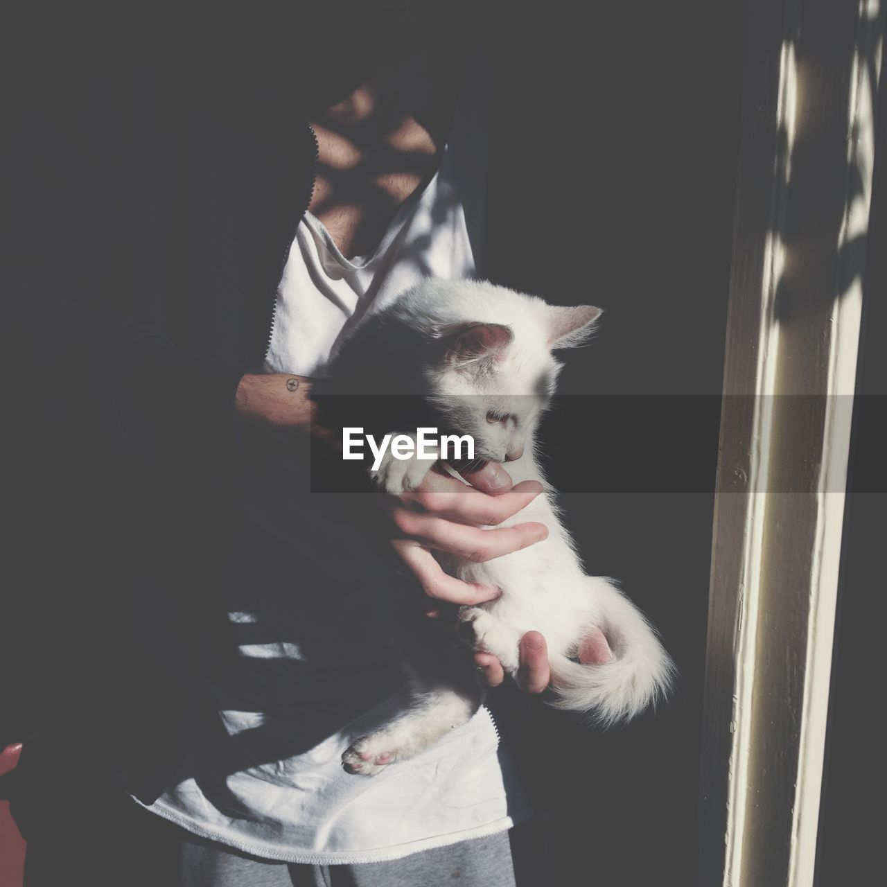 Man holding beautiful little white cat