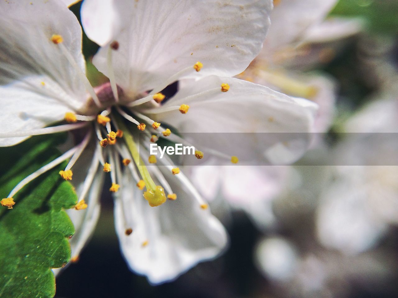 Close-up of a white flower