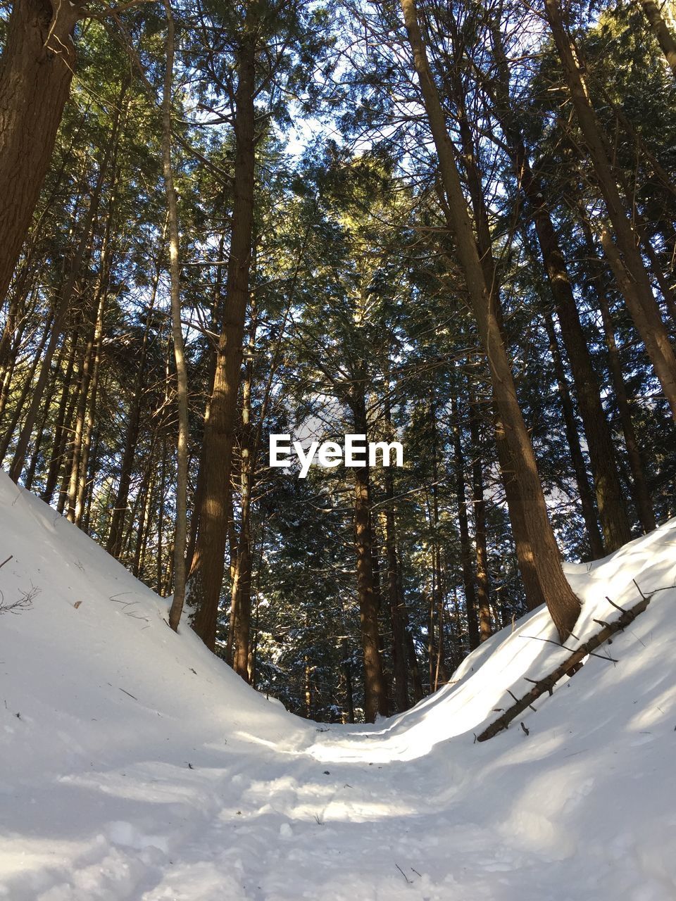 Low angle view of trees on snowcapped forest