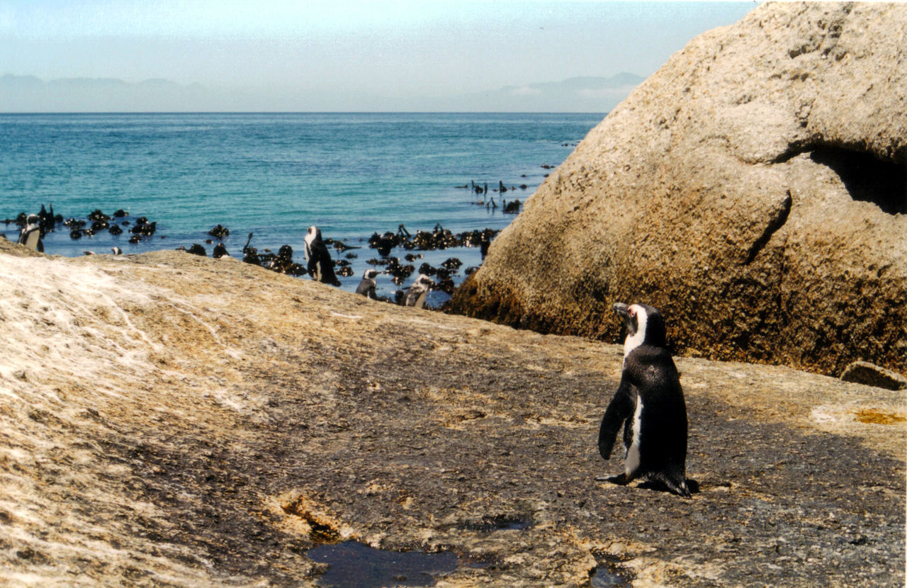 Seals on shore against calm blue sea