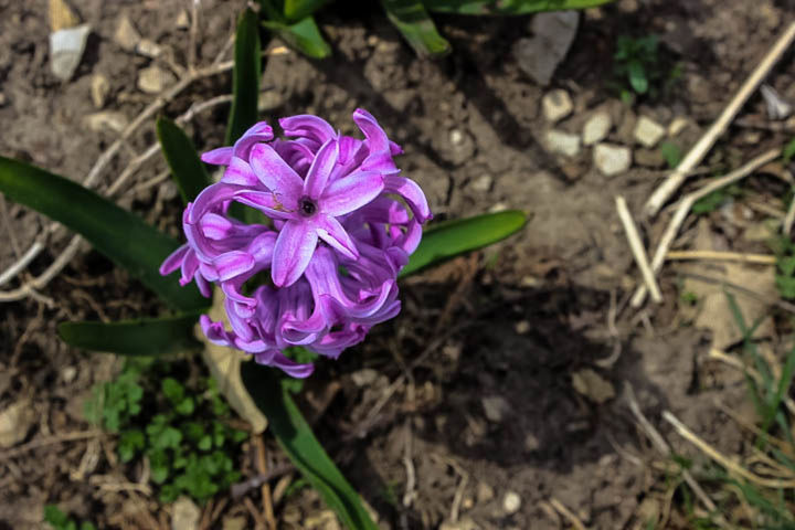 CLOSE-UP OF PURPLE FLOWERS BLOOMING