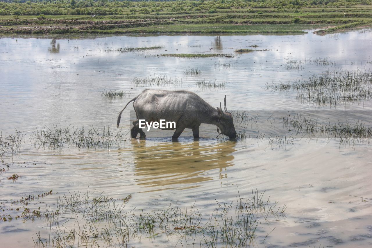 Cow drinking from marsh