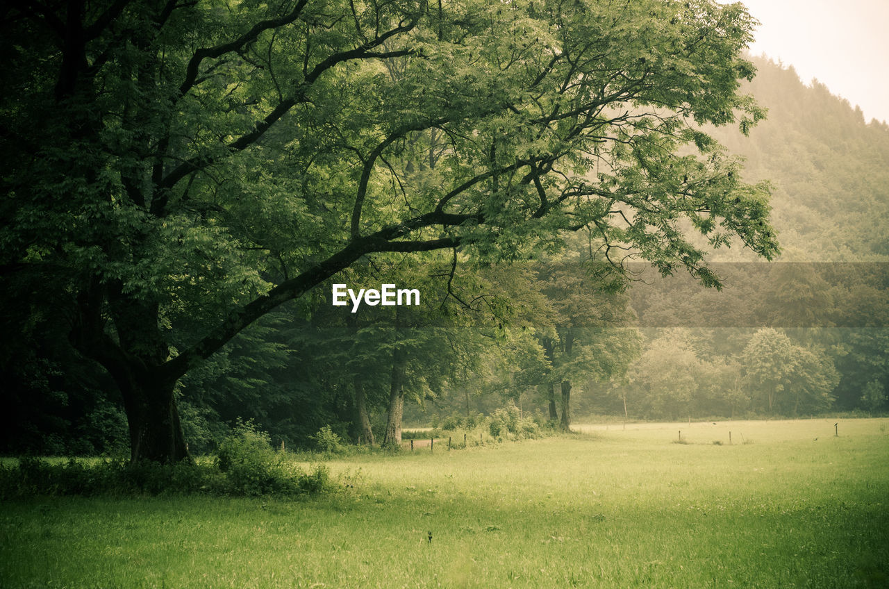 Trees in a park