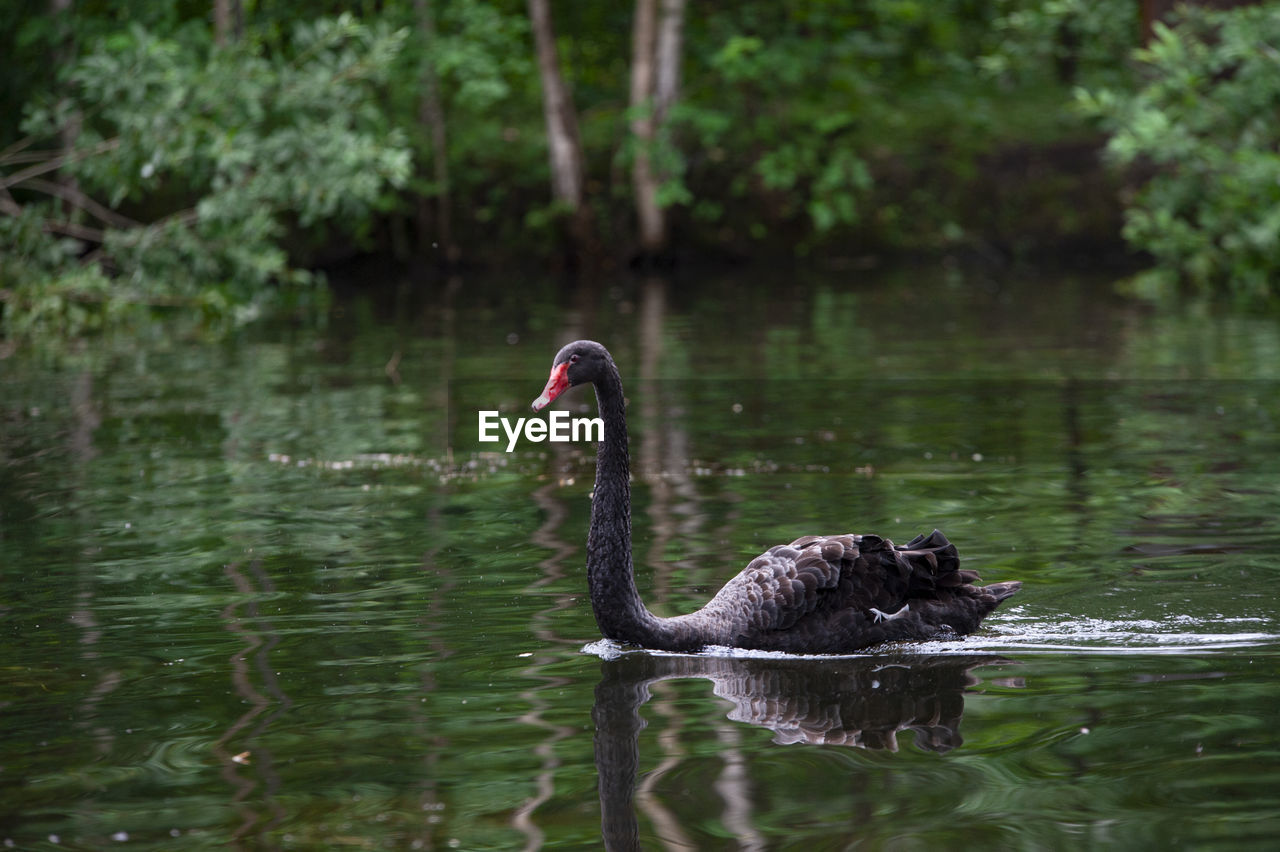 Black swan swimming in lake