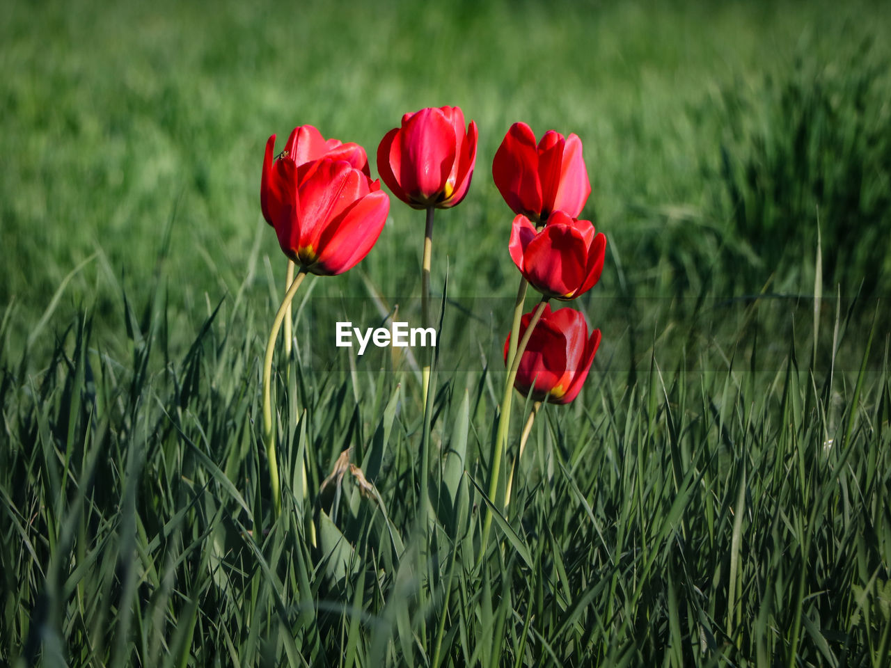 Close-up of red flower on field