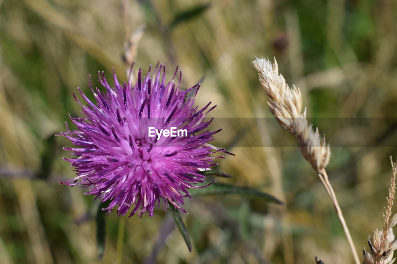 Close-up of purple thistle flower growing in field