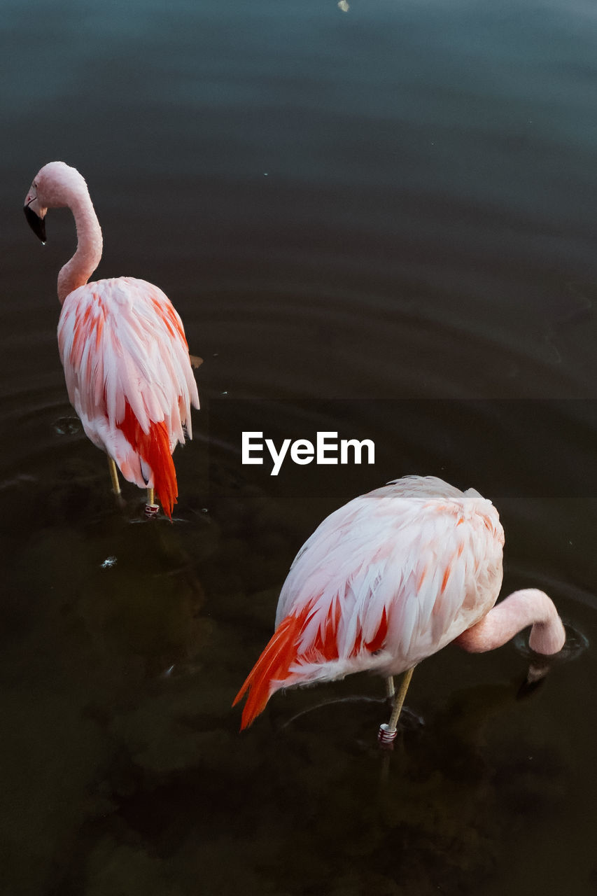 flamingo, bird, animal themes, animal, animal wildlife, wildlife, water, beak, pink, water bird, nature, lake, no people, reflection, beauty in nature, group of animals, wing, full length, travel destinations, animal body part, outdoors, feather, wading, standing, freshwater bird, day, side view