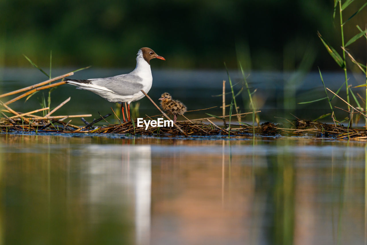 close-up of bird perching on lake