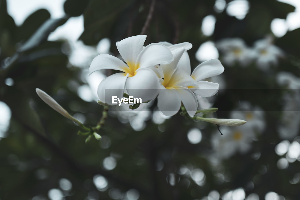 Close-up of white flowering plant