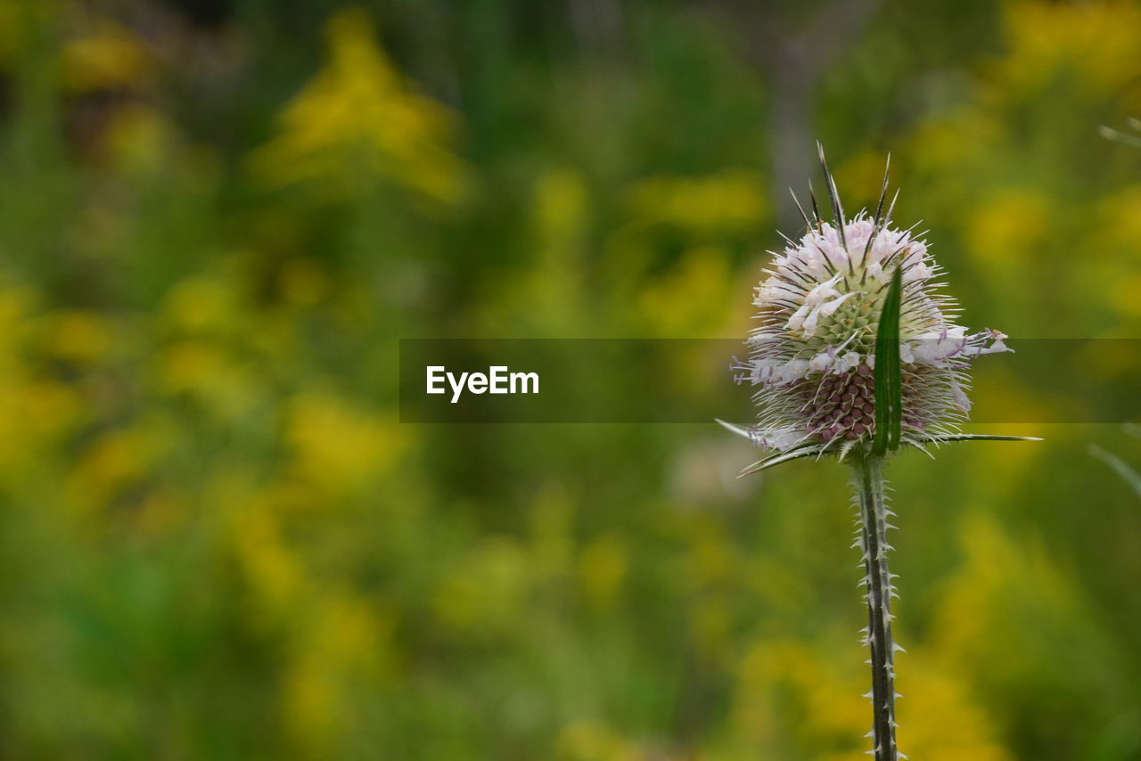 Close-up of thistle