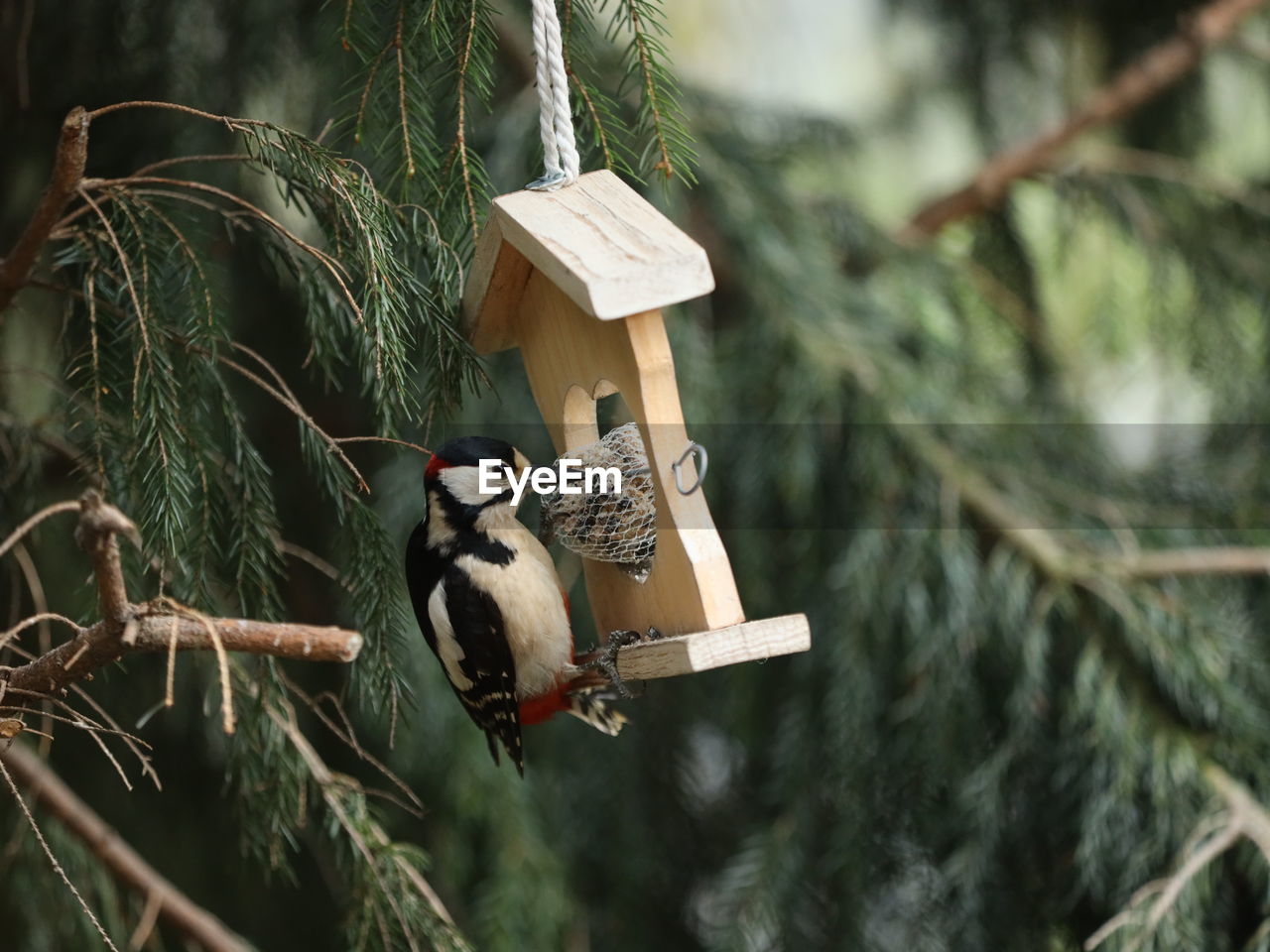 View of bird feeding from a bird feeder on a tree