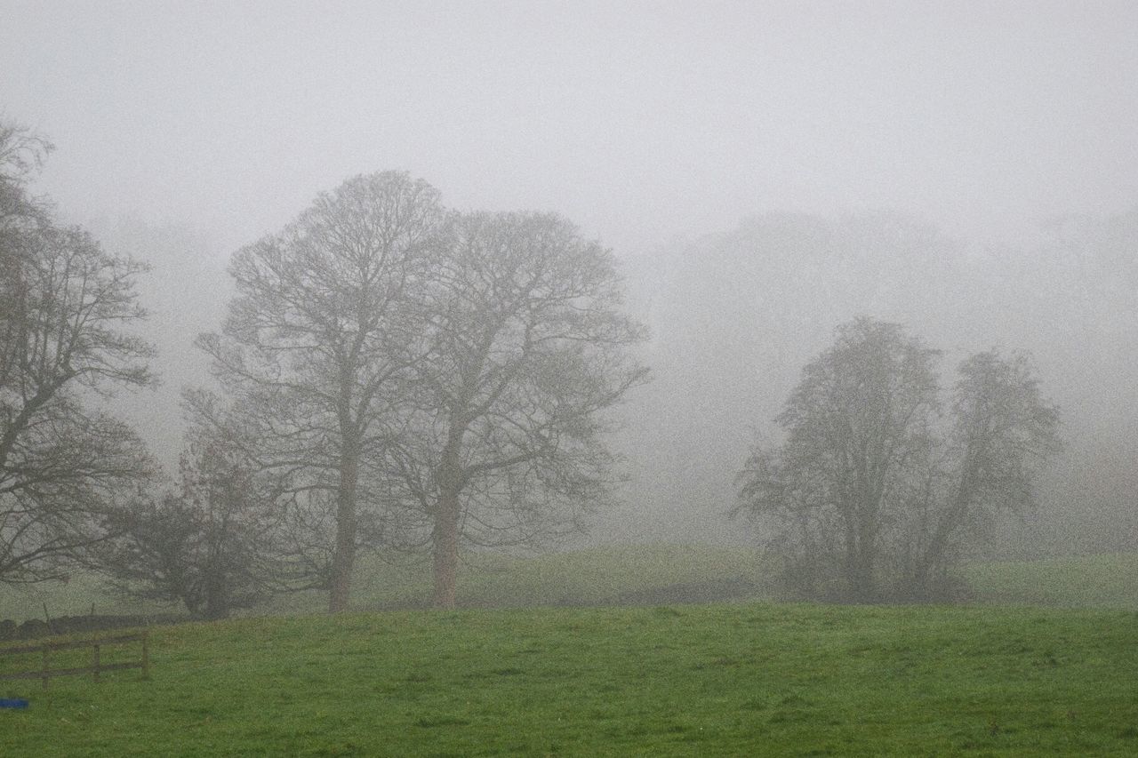 TREES ON FOGGY LANDSCAPE