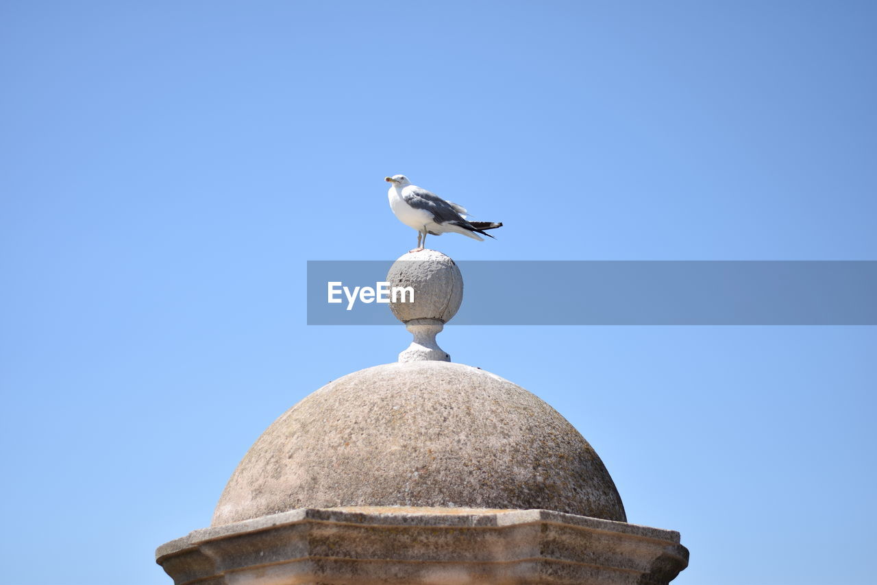LOW ANGLE VIEW OF SEAGULL AGAINST CLEAR SKY