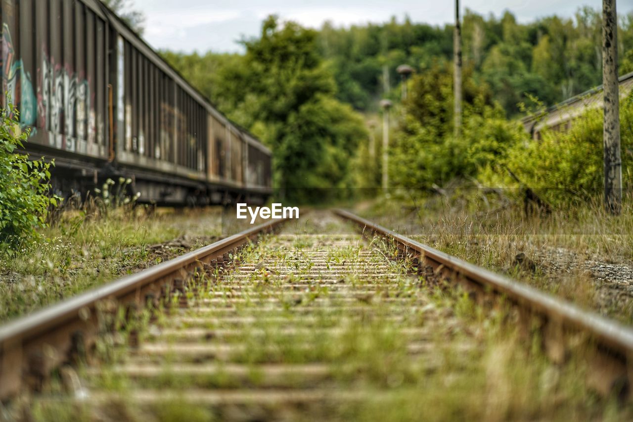 Surface level of railroad tracks along trees