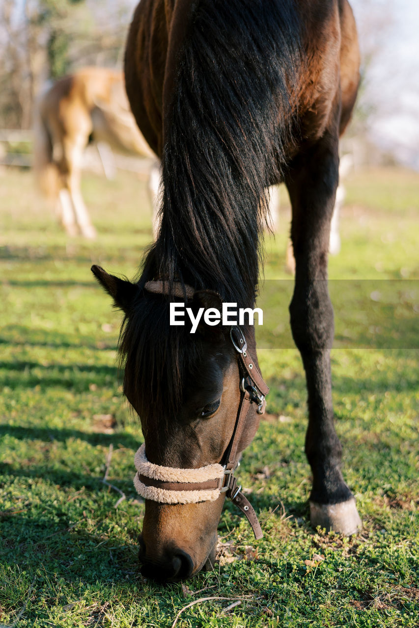 close-up of horse on field