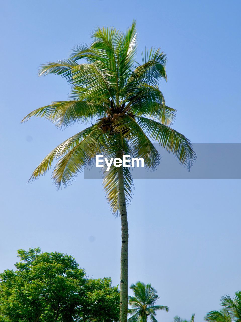 LOW ANGLE VIEW OF PALM TREES AGAINST BLUE SKY