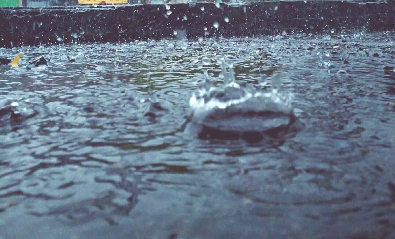 CLOSE-UP OF DUCKS IN WATER AT SHORE