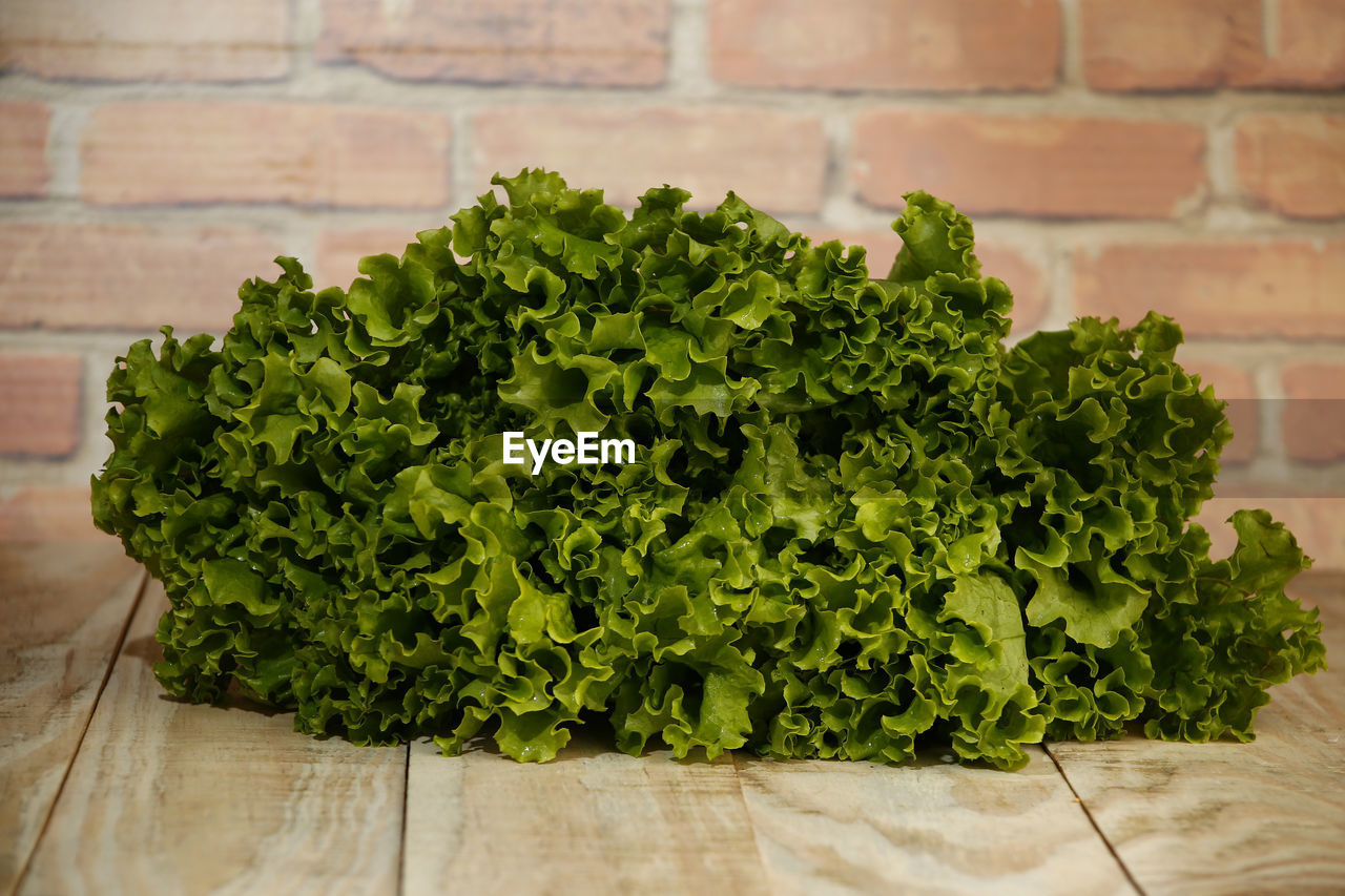 CLOSE-UP OF GREEN PLANT ON TABLE AGAINST BRICK WALL