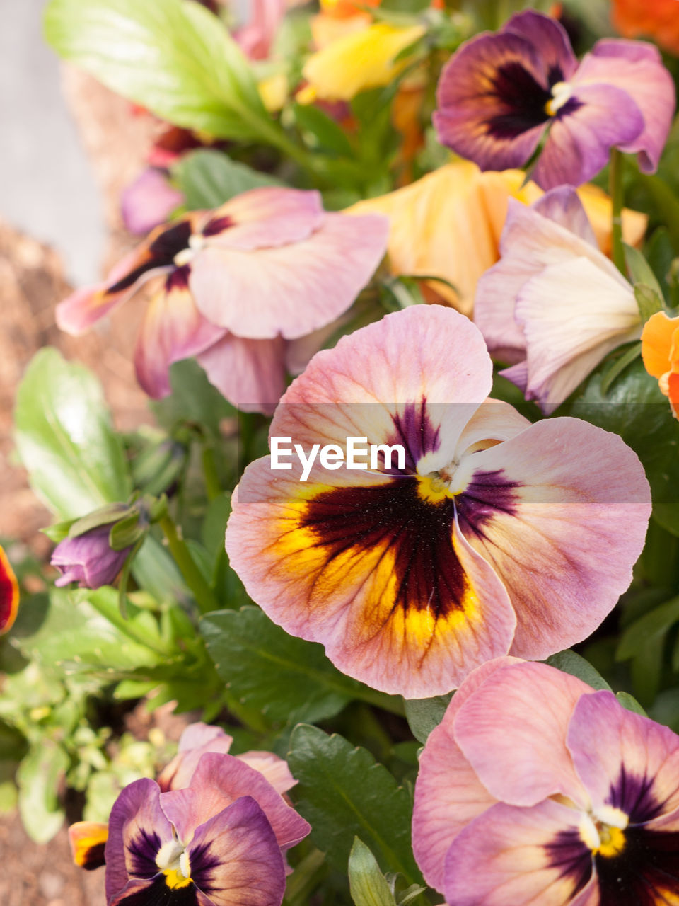 High angle view of pink pansies growing on plant