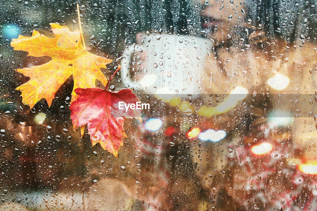 Close-up of dry maple leaves on wet glass window
